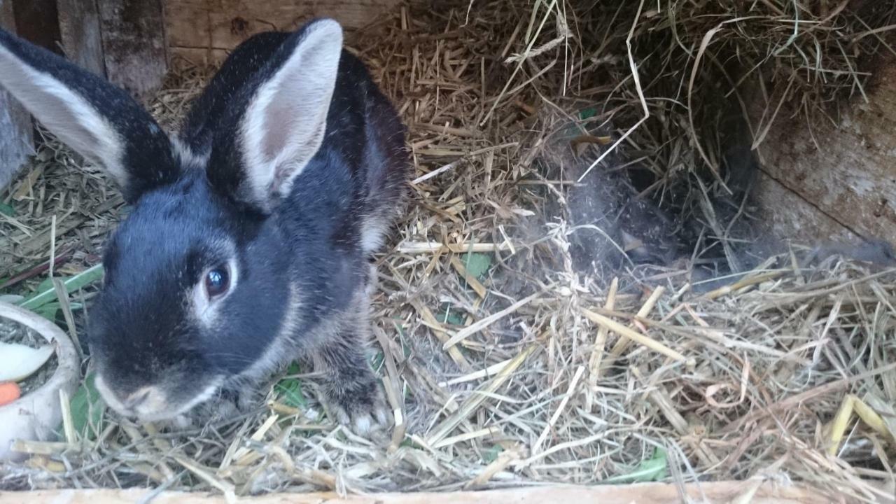 Ferienwohnung Brunow "In Der Natur Zuhause" Neundorf  Zewnętrze zdjęcie